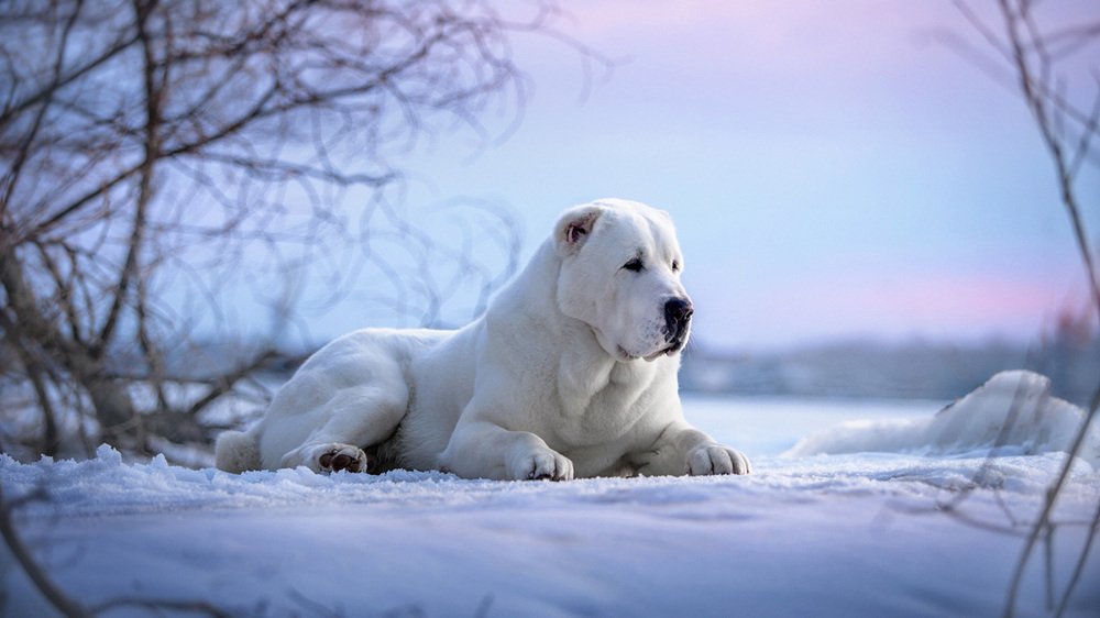 Северный Мишка