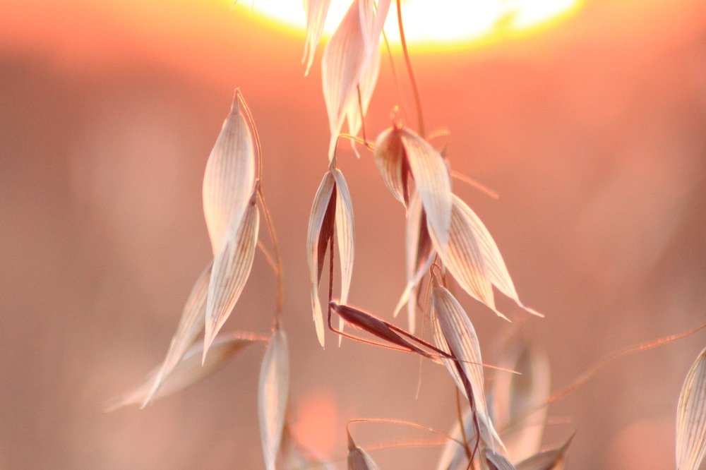 Photograph by Алина Новикова