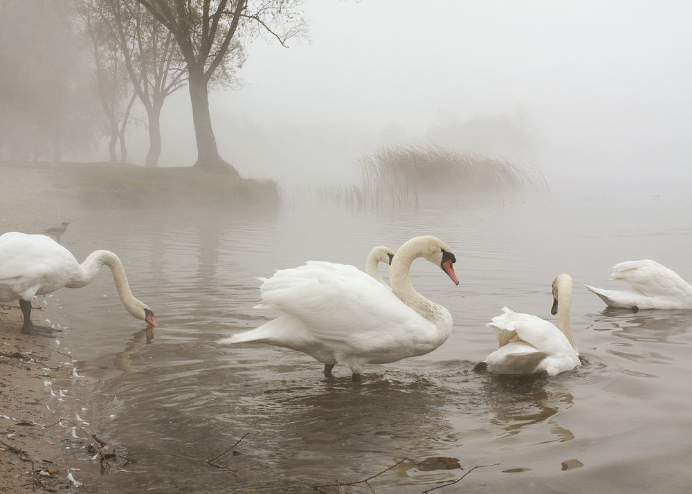 Photograph by Кисинская Юлия