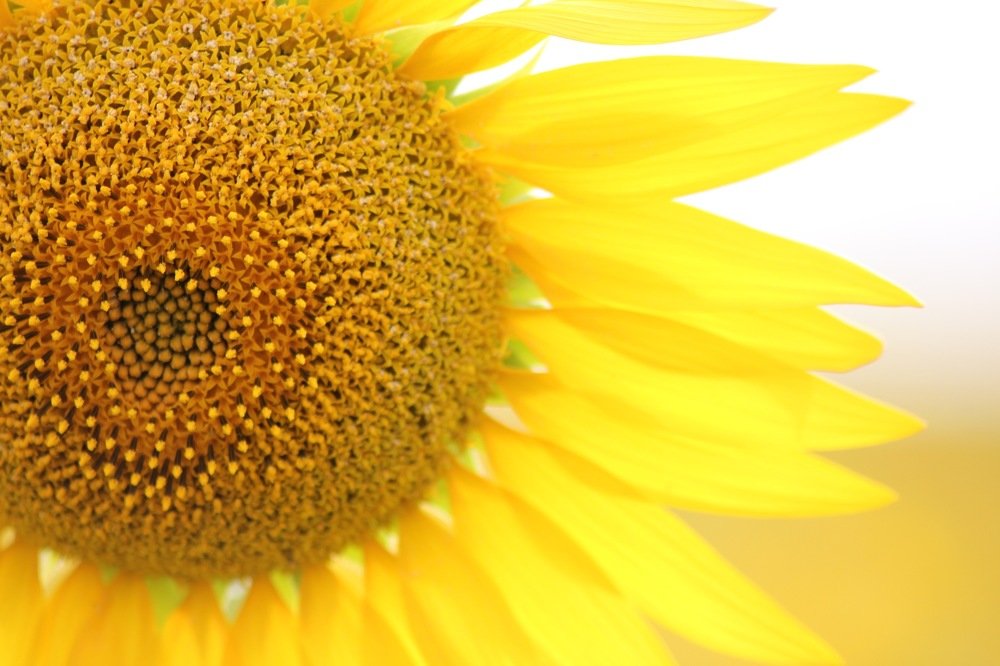 Photograph by Алина Новикова