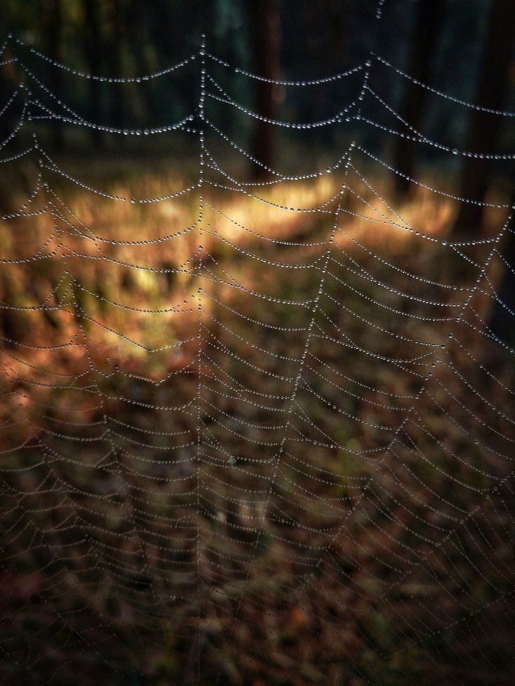 Лесные узоры