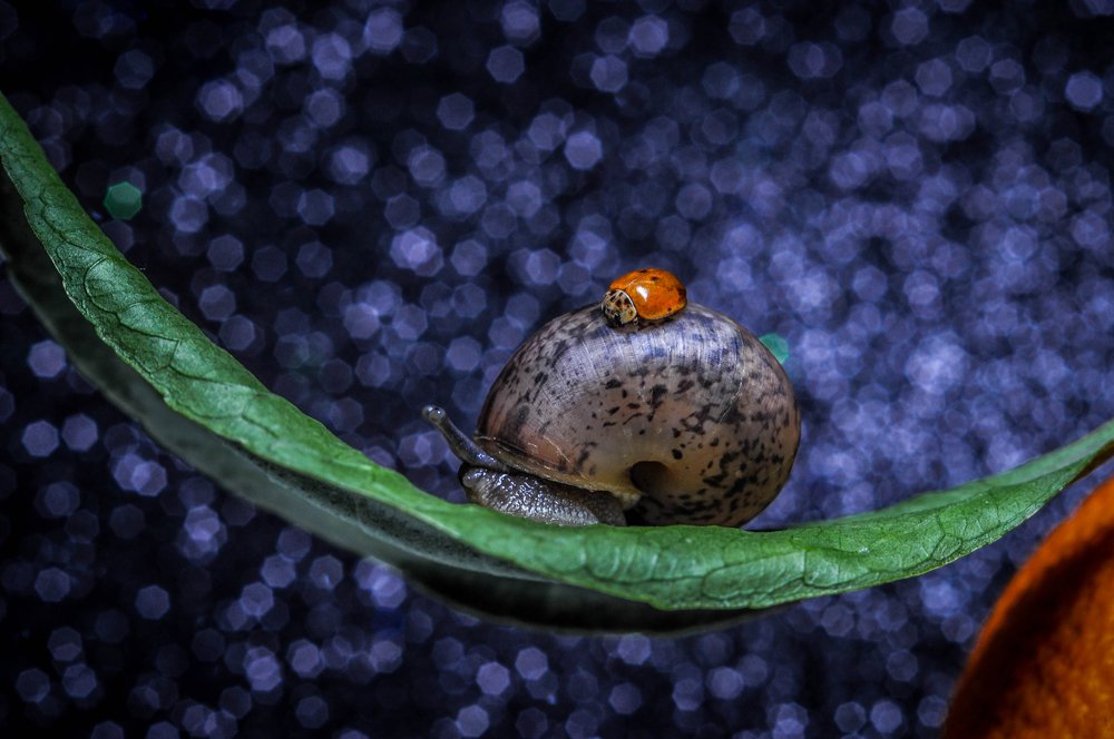 Photograph by Олеся zme