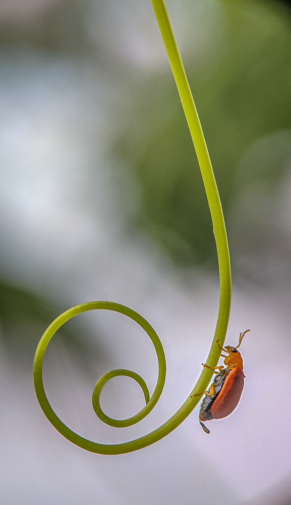 Pumpkin Beetle