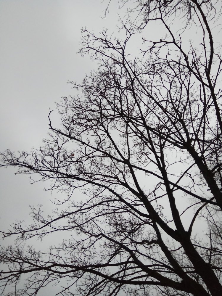 Photo #4424359
