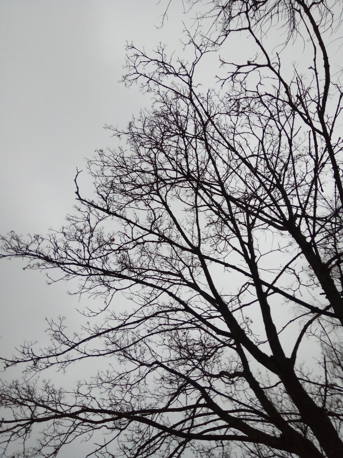 Photo #4424359