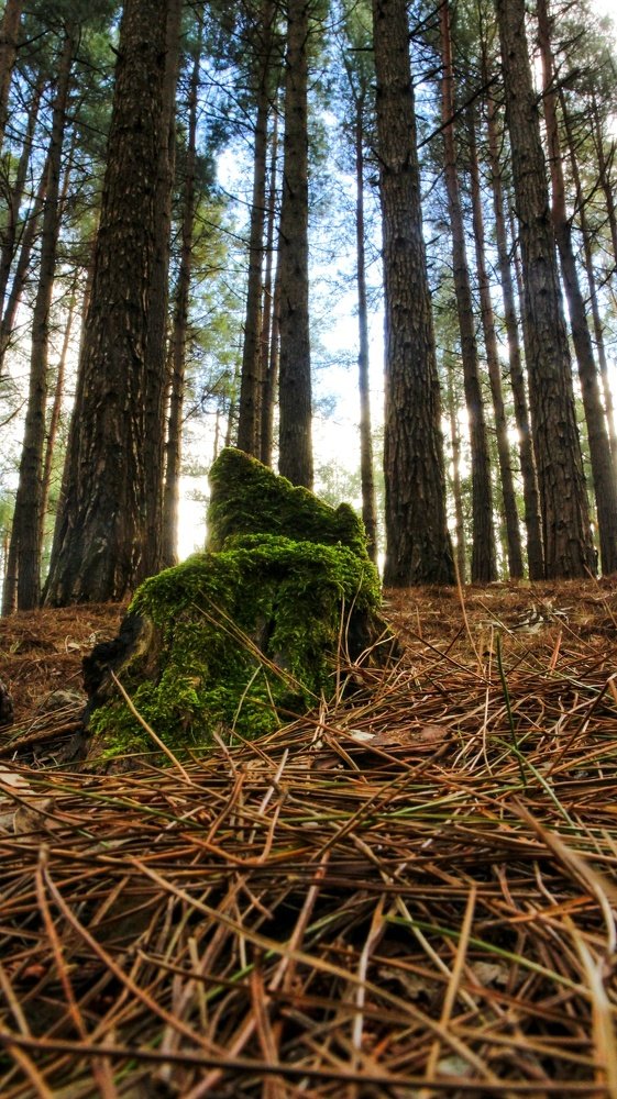 Pine trees