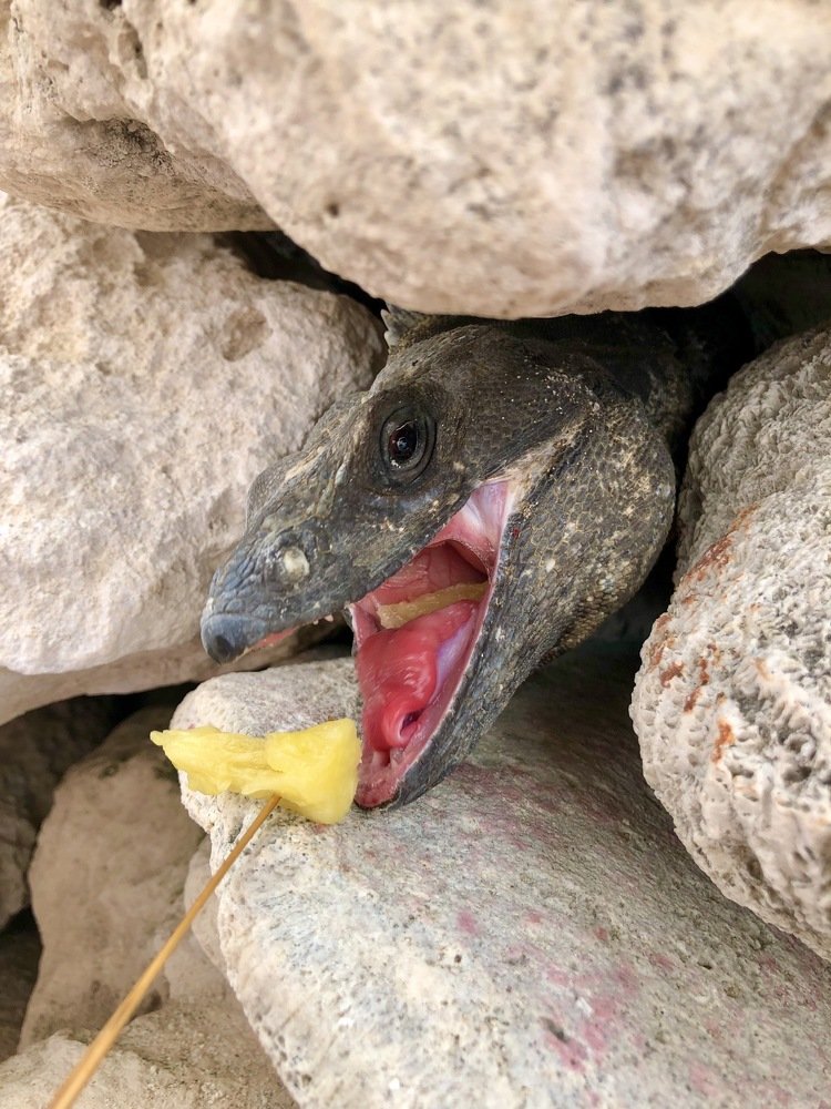 Игуана кушает ананас