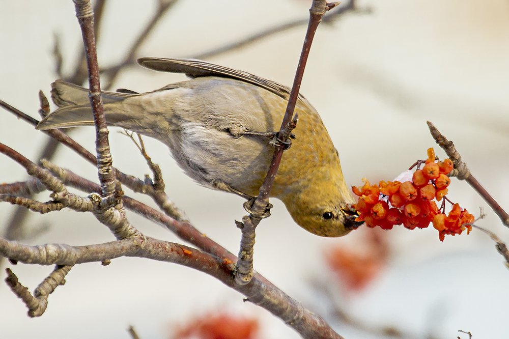 Photograph by Сергей Черных