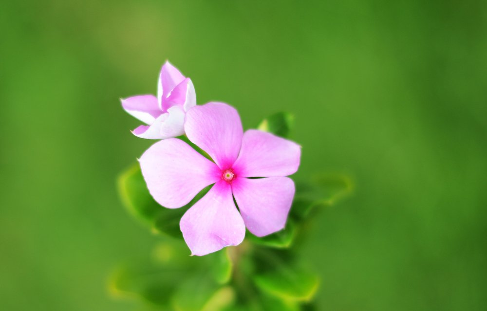 Photograph by Prabhu Viswanathan