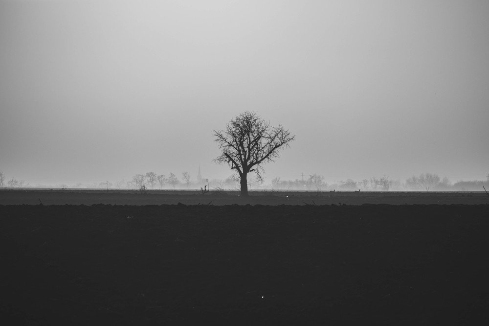 Lonely tree