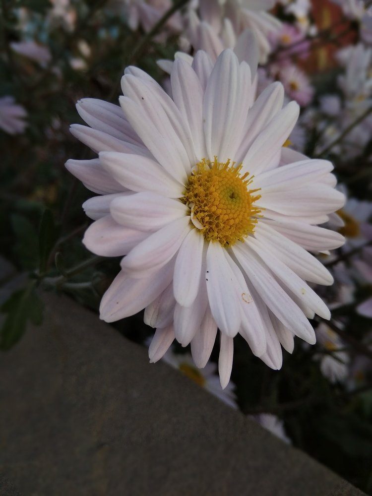 Photograph by Янина Платонова