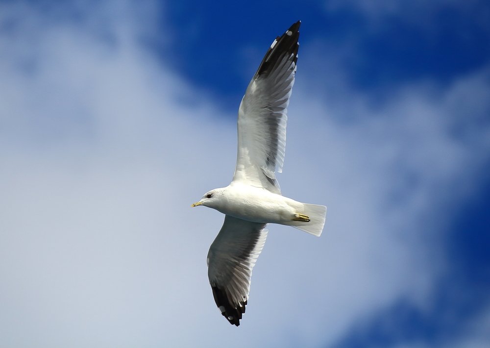 Photograph by Михаил Кутузов