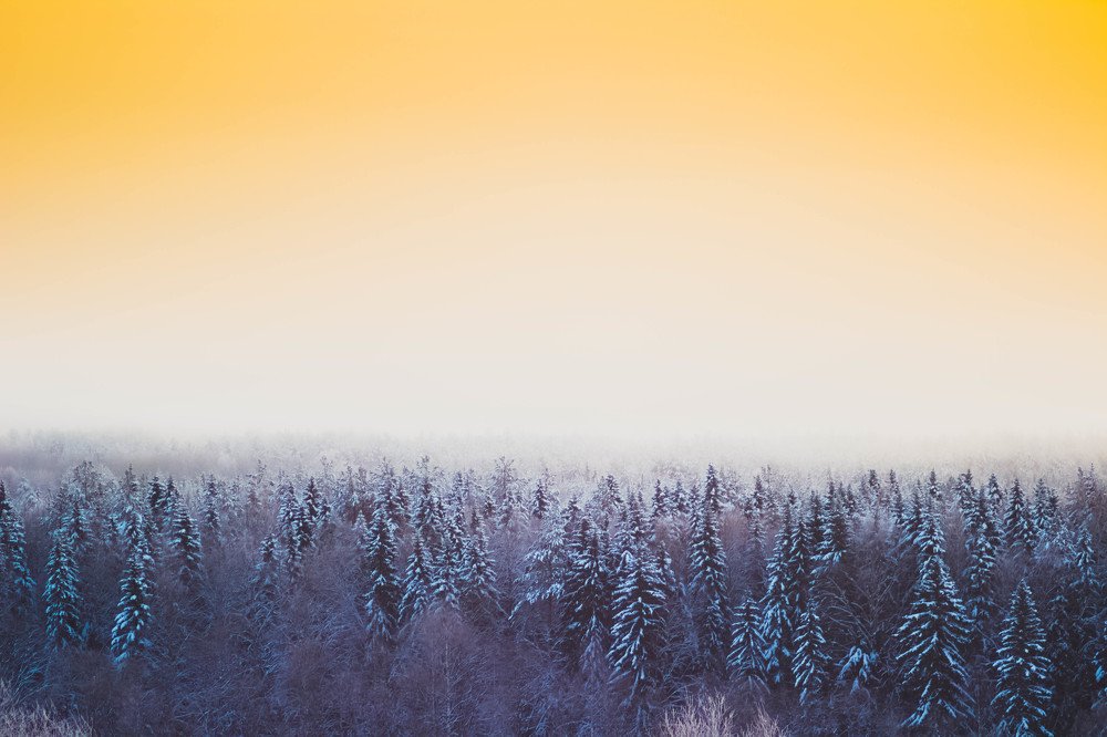 Загадка леса