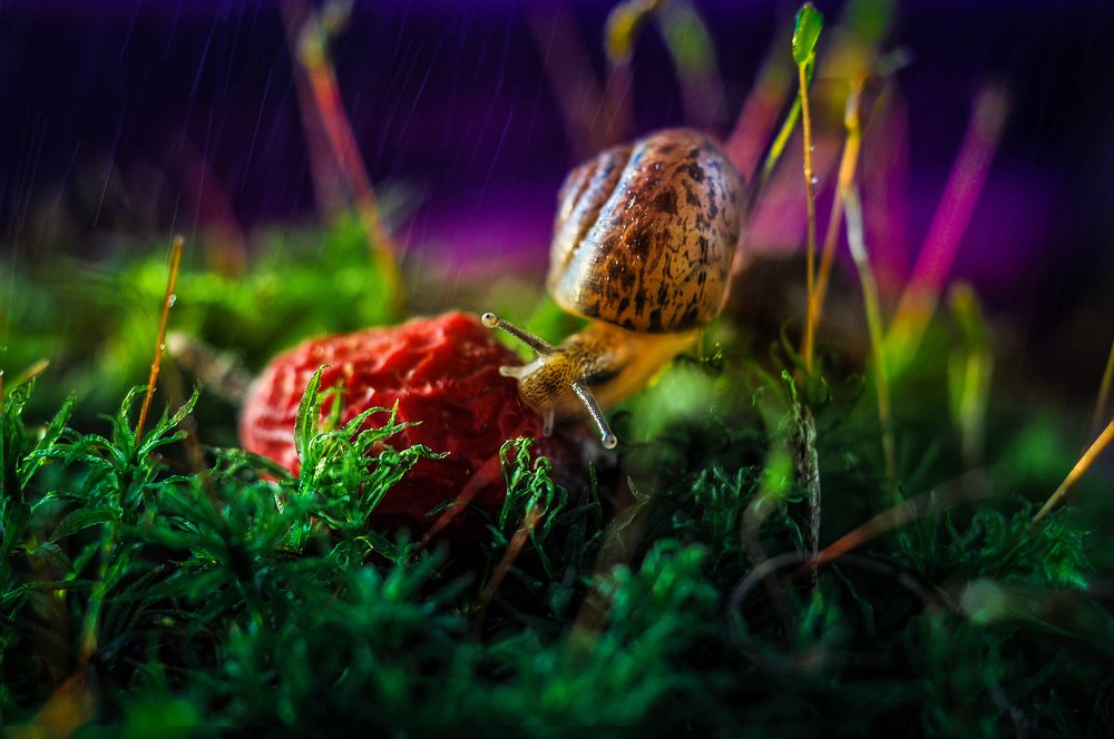 Photograph by Олеся zme