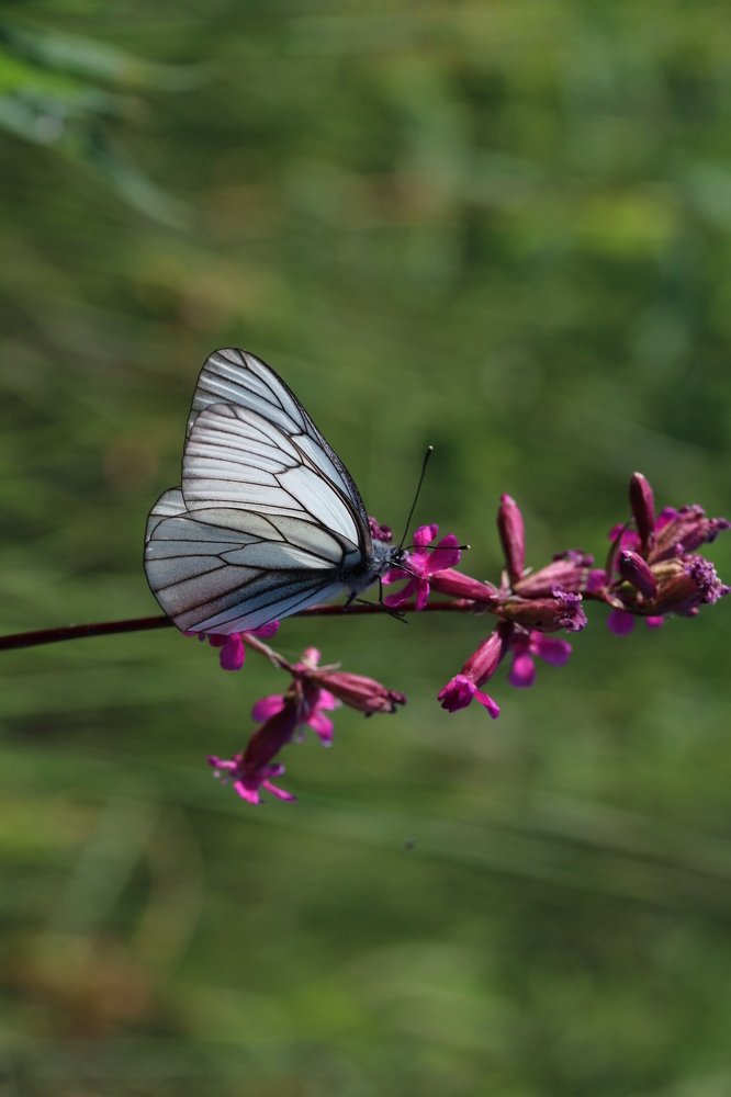 Photograph by Михаил Кутузов