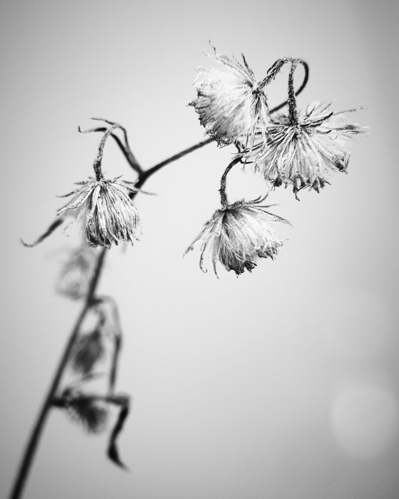 Photograph by Irina Volkova