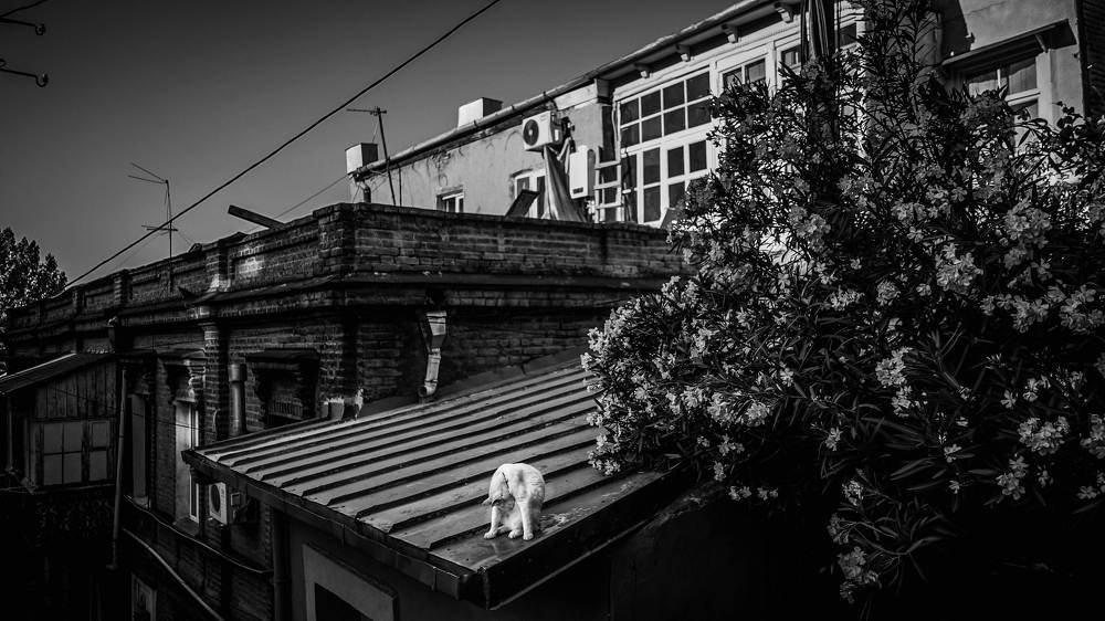 white tramp on the roof