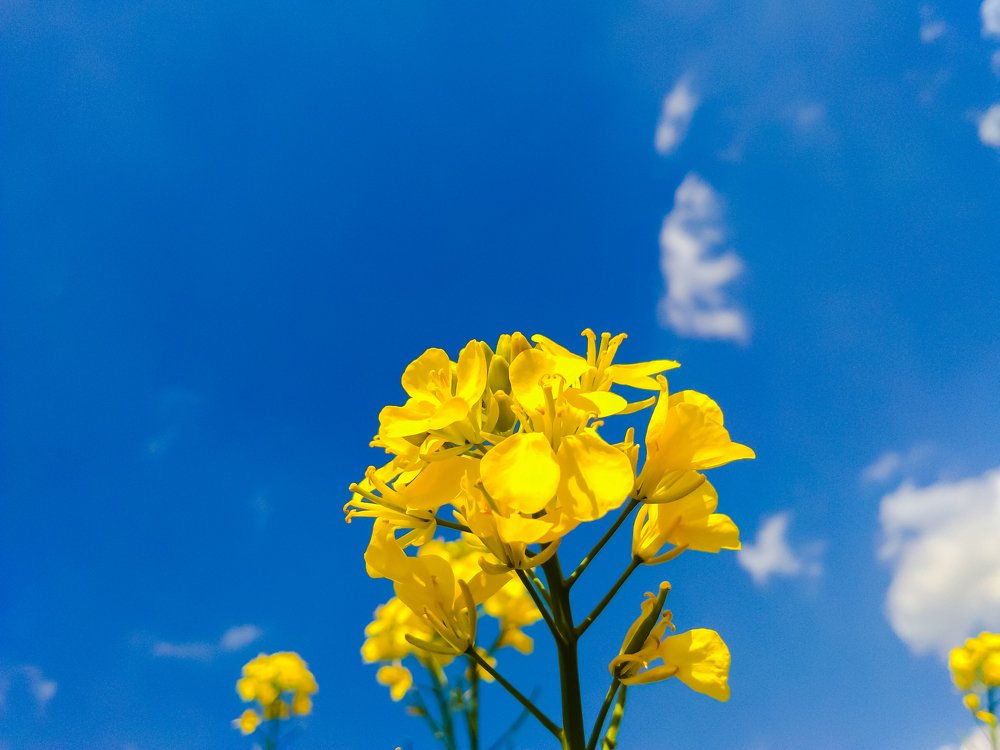Mustard flower