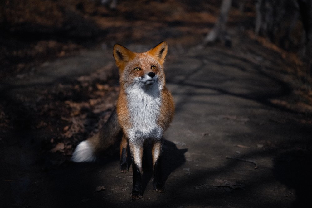 Лис Тобизина