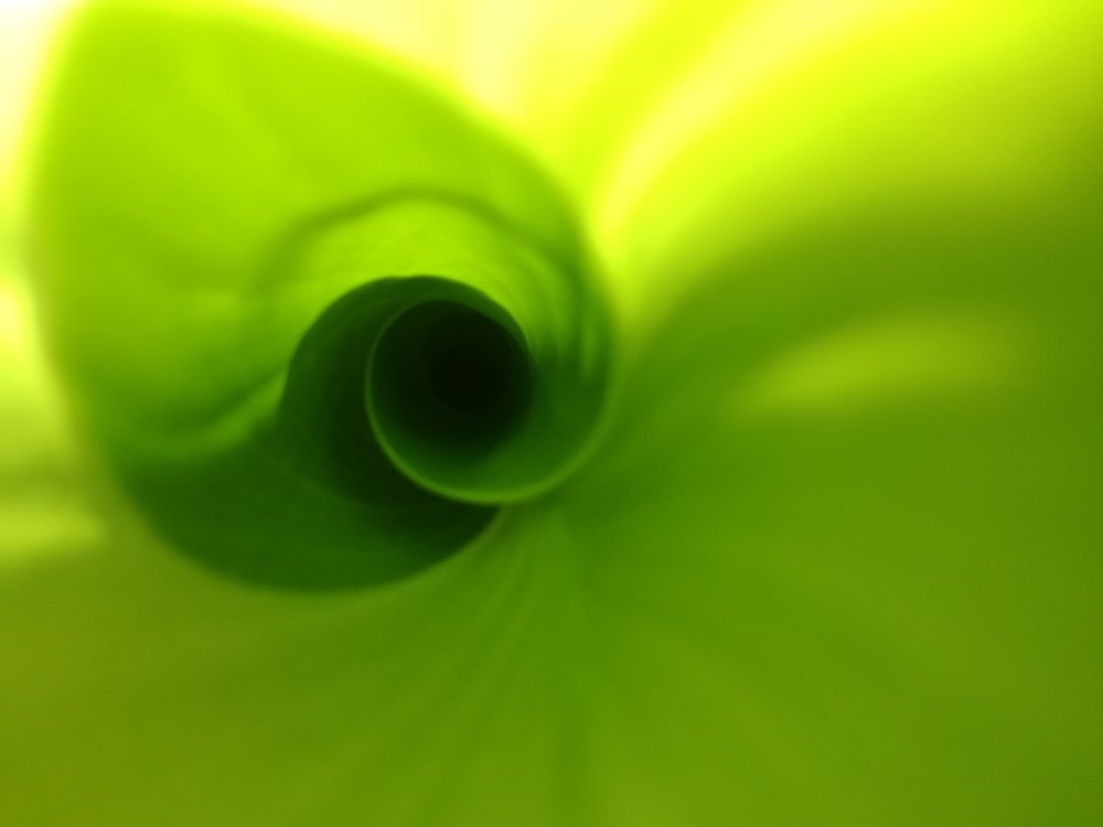 inside the canna bud