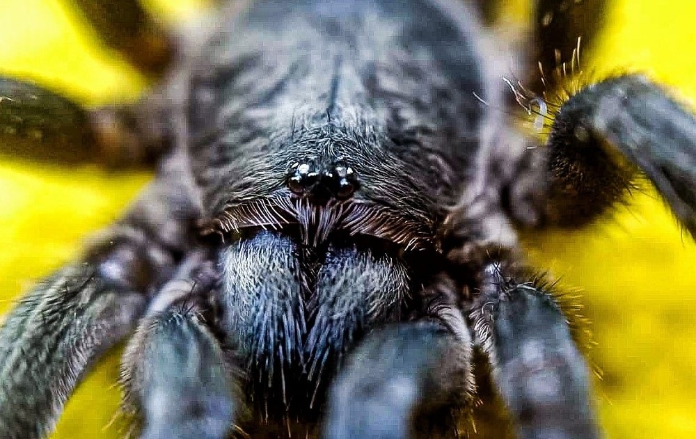 Photograph by Tarek El Magrabe