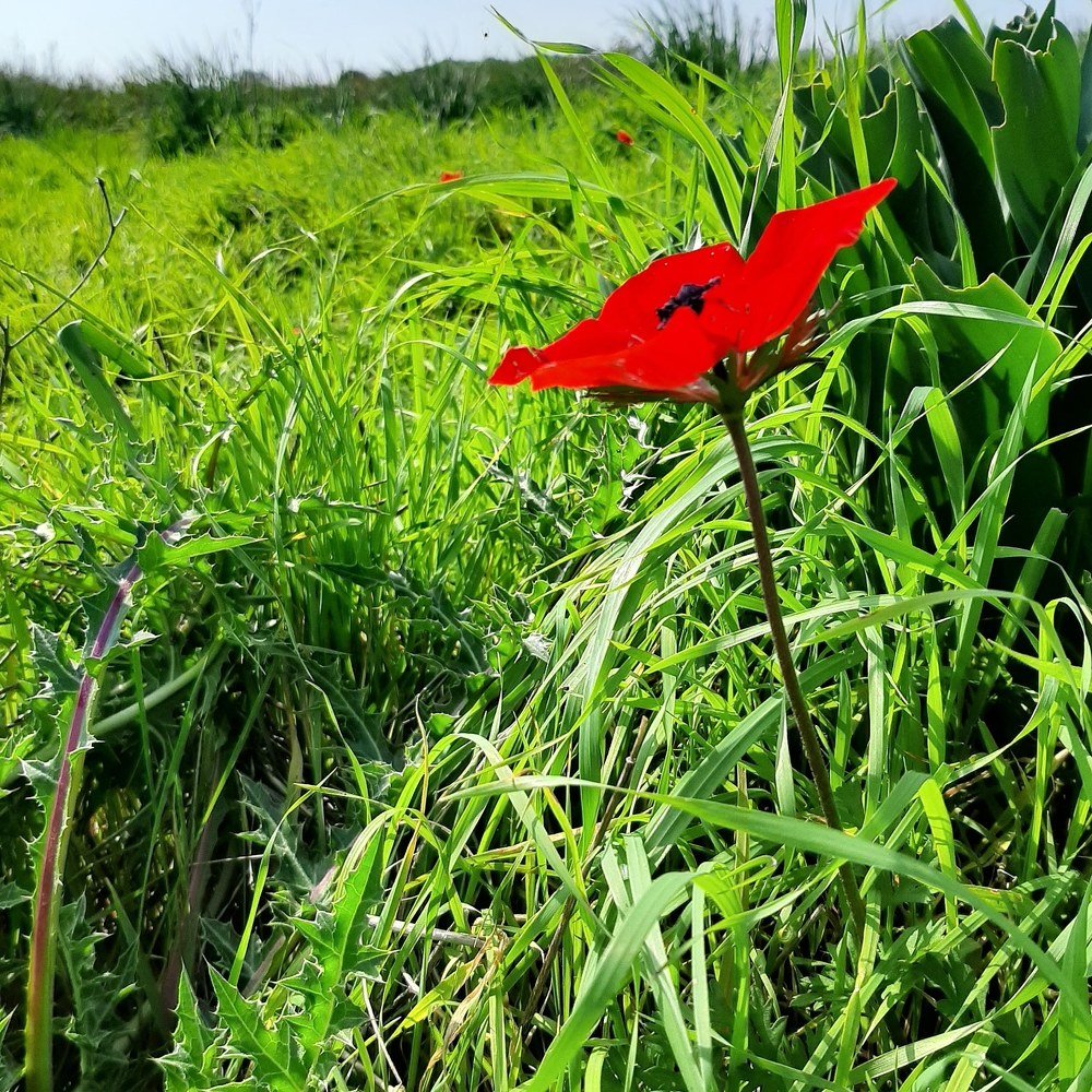 Photograph by Kandubasha