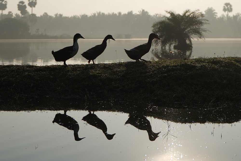 Photograph by Vetrivel