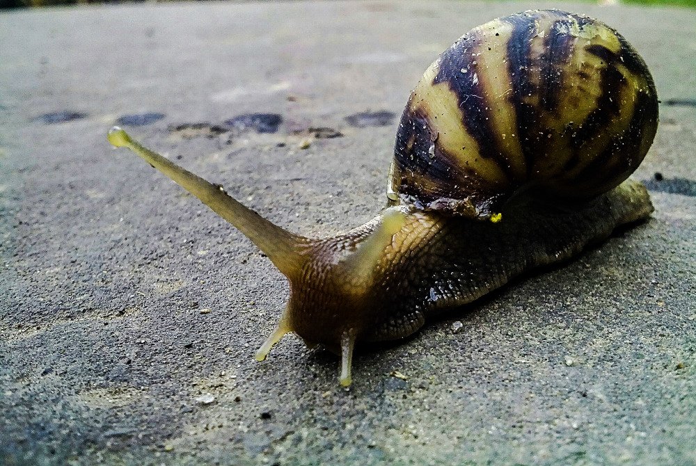 Photograph by Tathagata Chowdhury