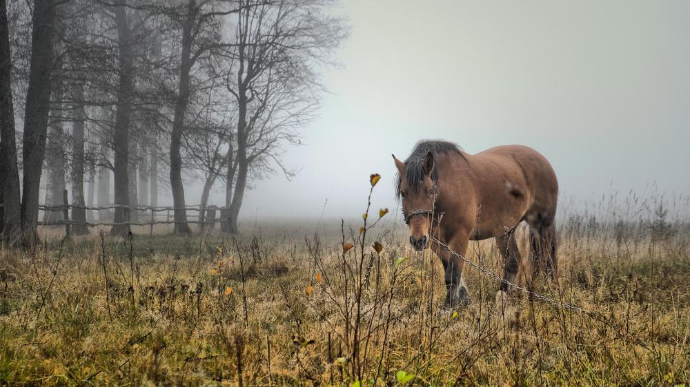 A fairy tale about a horse