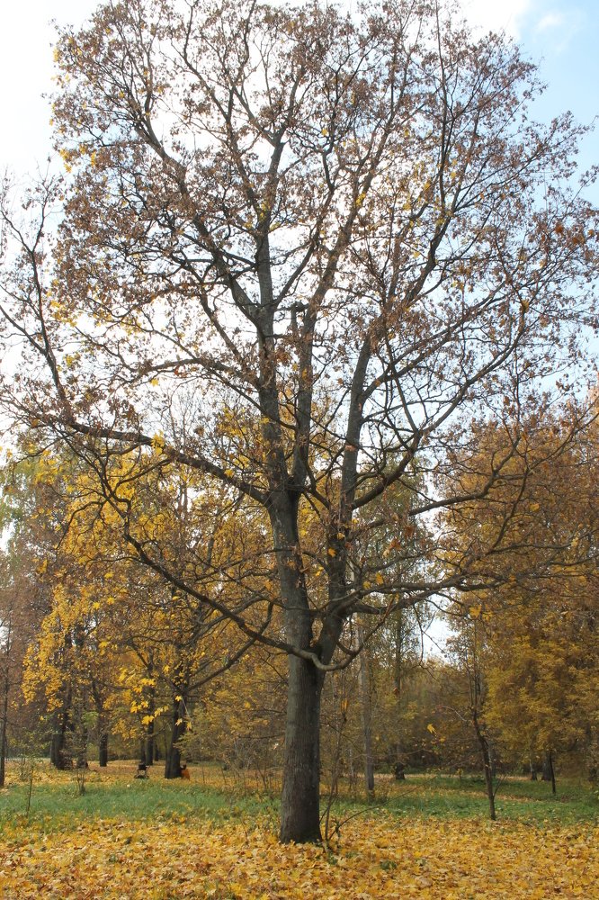 Photograph by Владимир Роговский