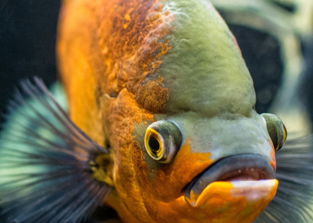 Photograph by Igor Golantsev