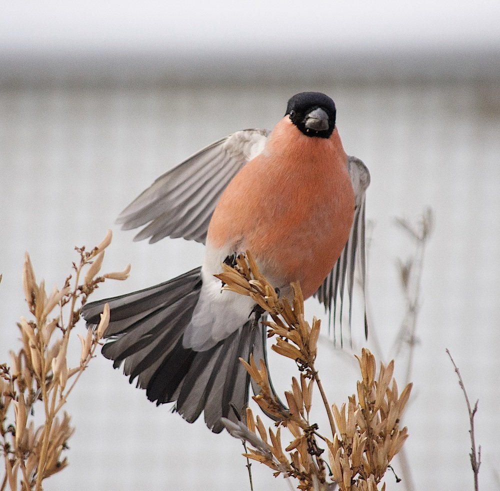 Photograph by @bersenika