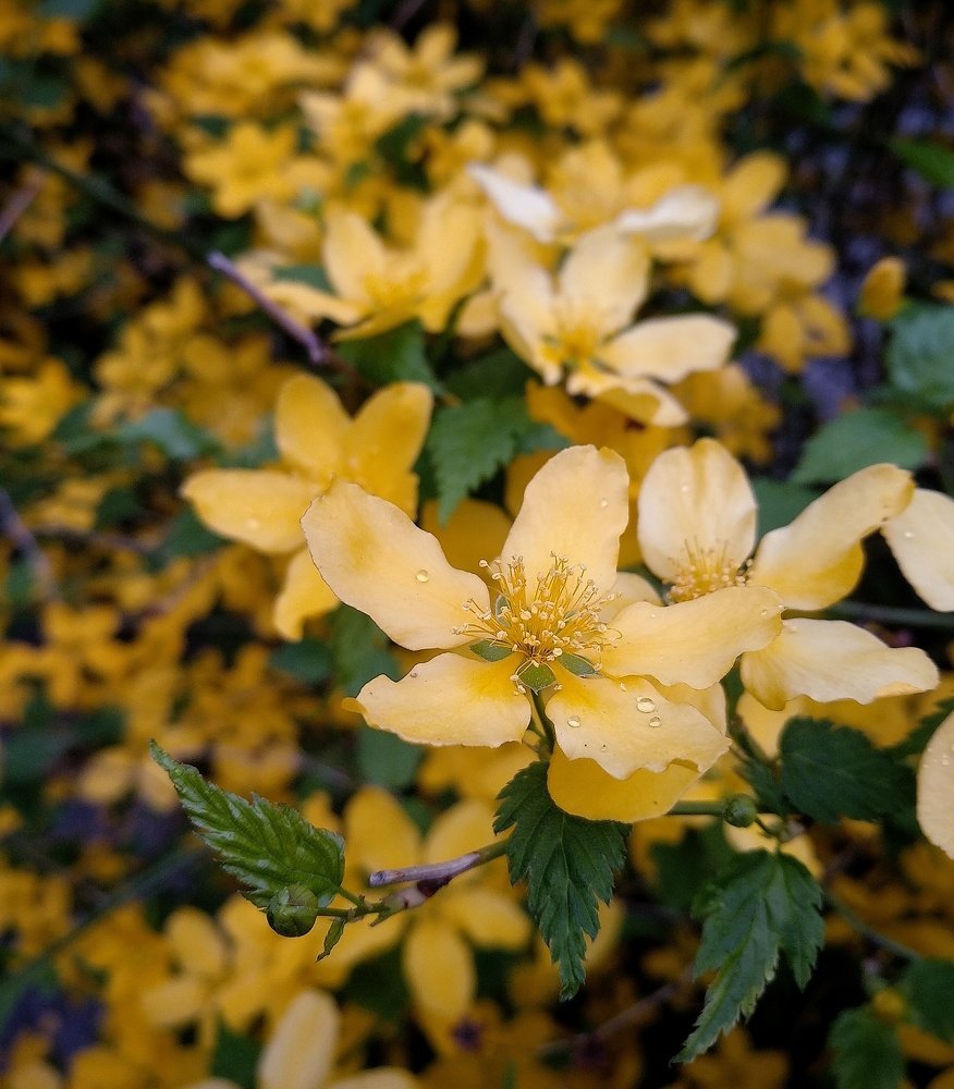 Photograph by Ксения Миркова