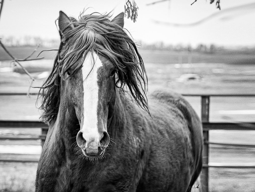 Запах Свободы!