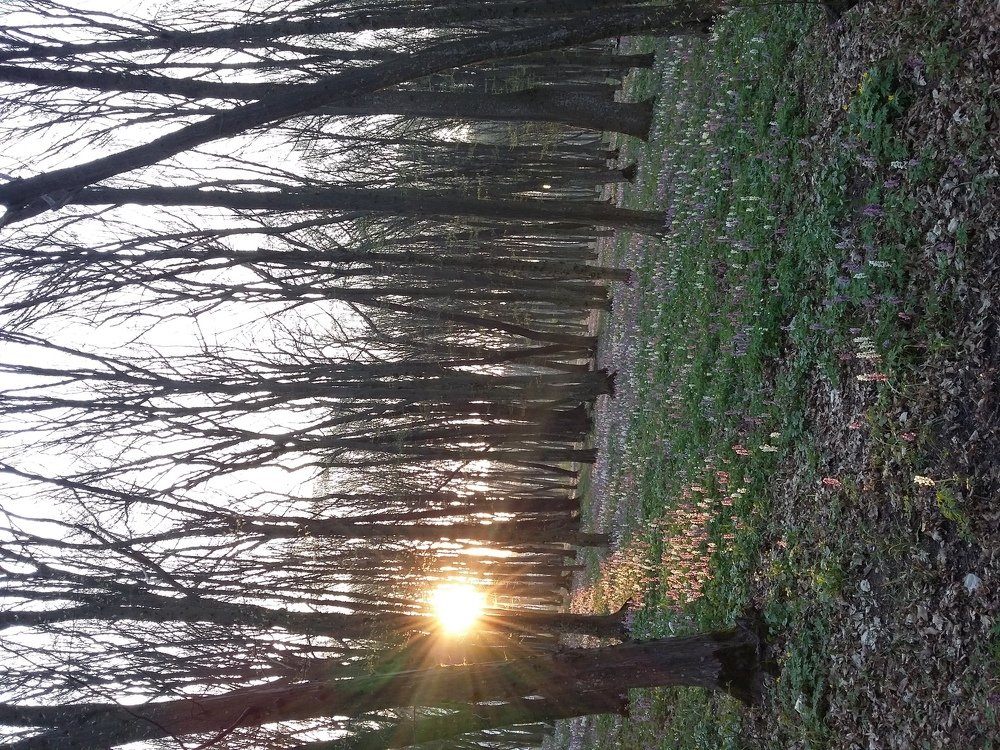 Photograph by Алина Дрогоруб