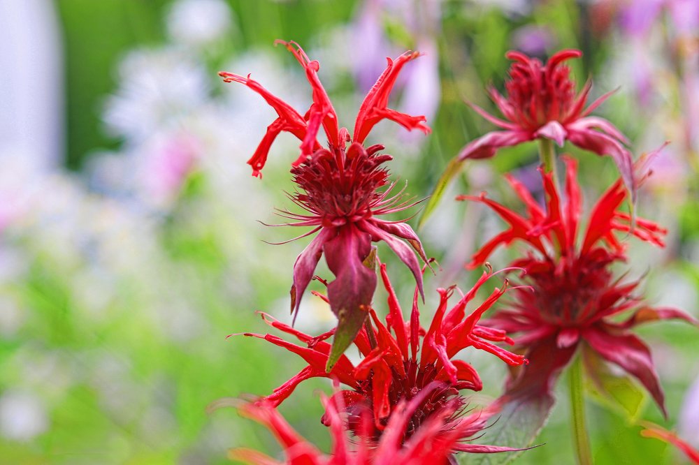 Огненный цветок