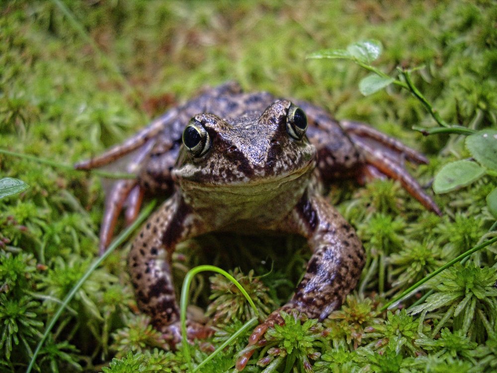 Задумчивая лягушка