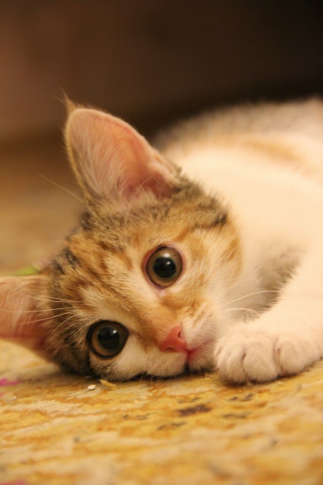 Photograph by Игорь Непомнящий