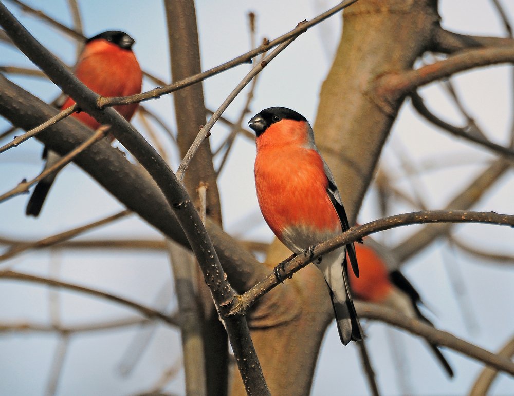 Фотография автора Антип