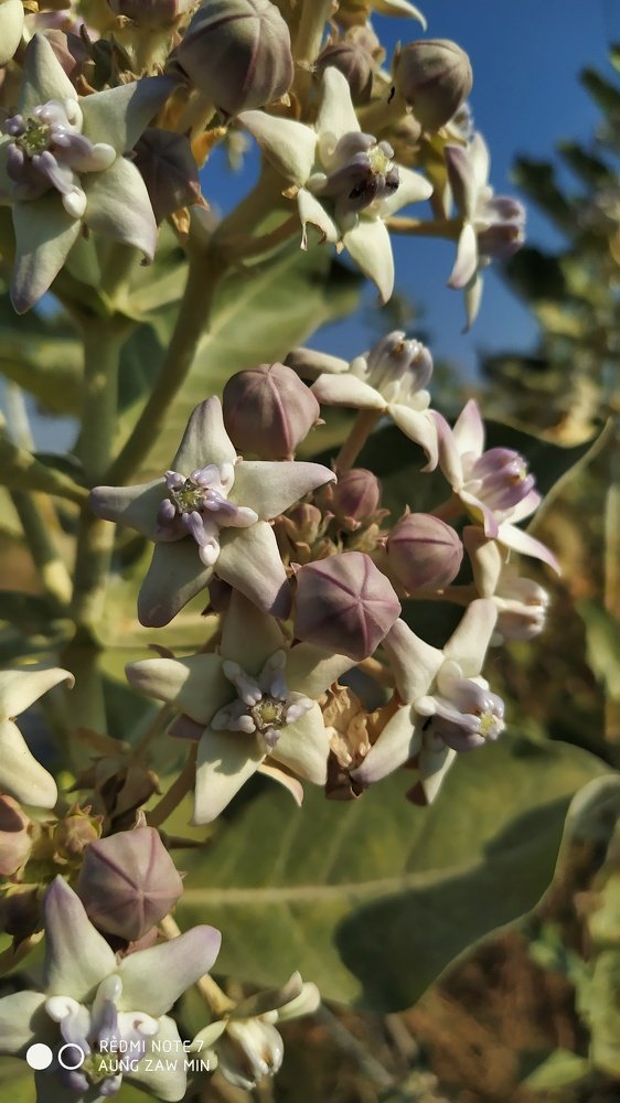 Photograph by Aung Zaw Min