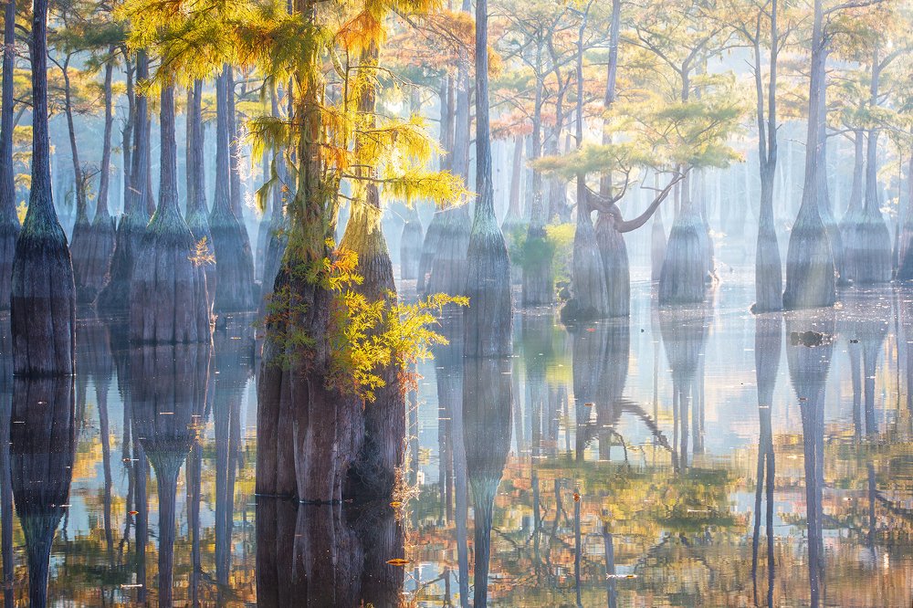Cypress Swamp
