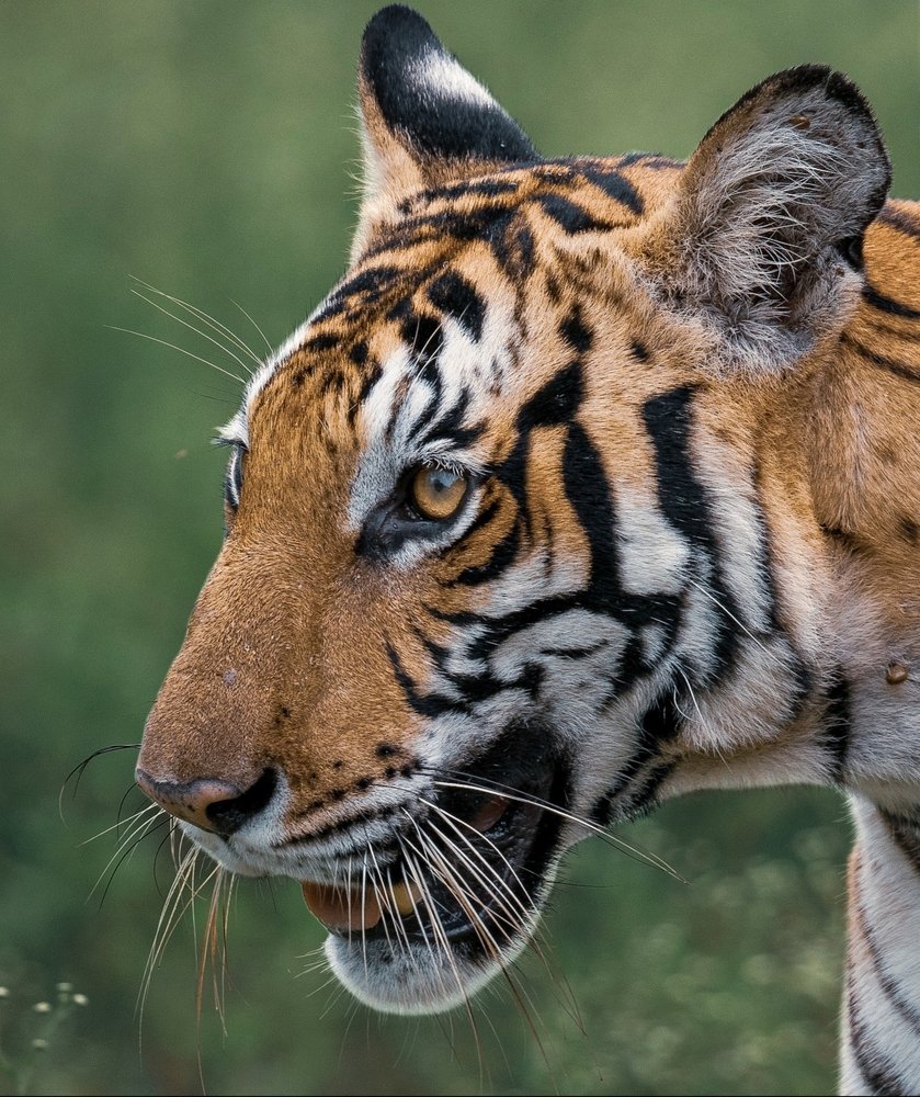 The Vanishing Whiskers