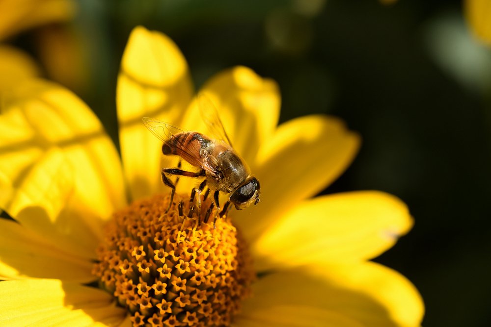 Photograph by Александр Калегин
