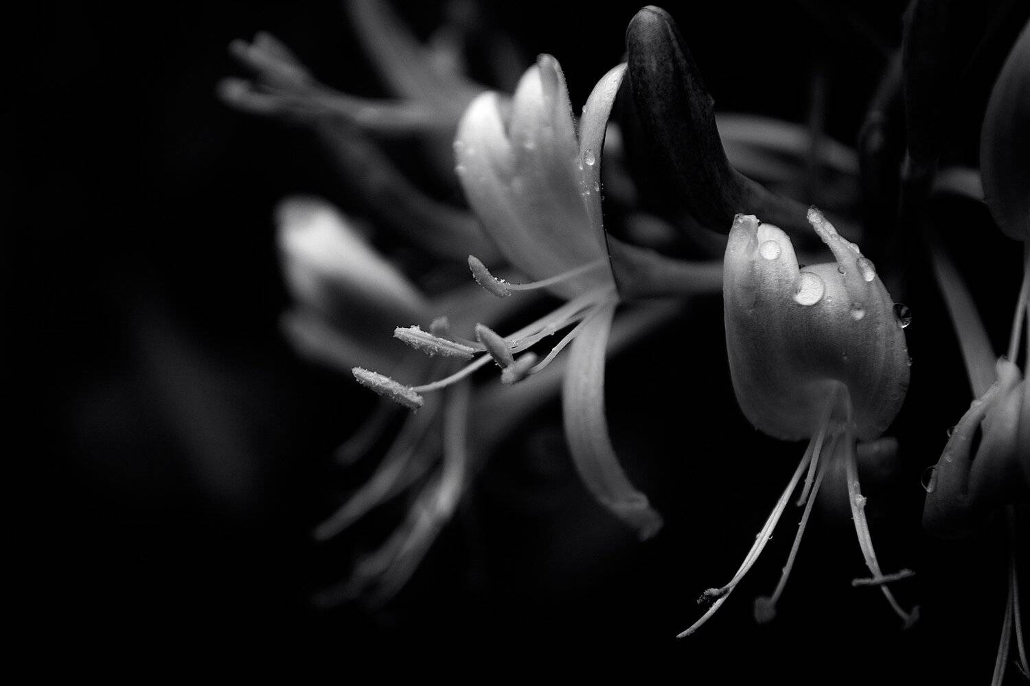 Photo #4427545