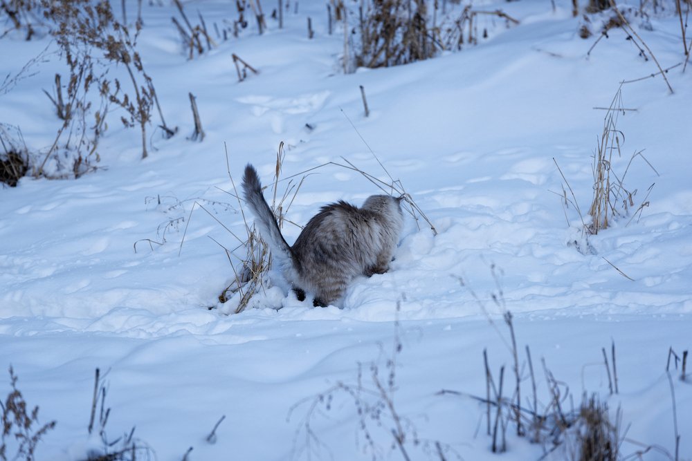 Зимняя охота на мышей