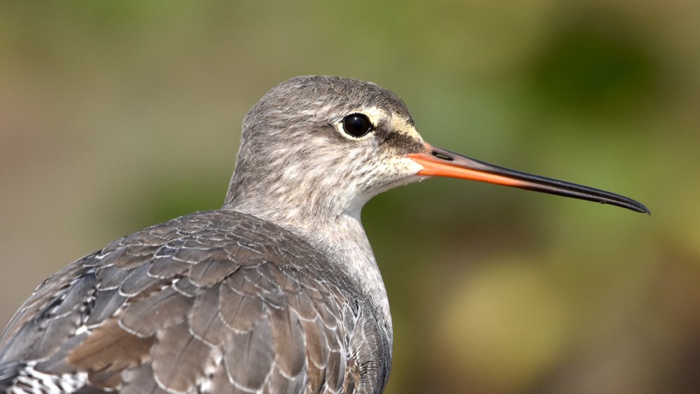 Photograph by Susanta Kumar Das