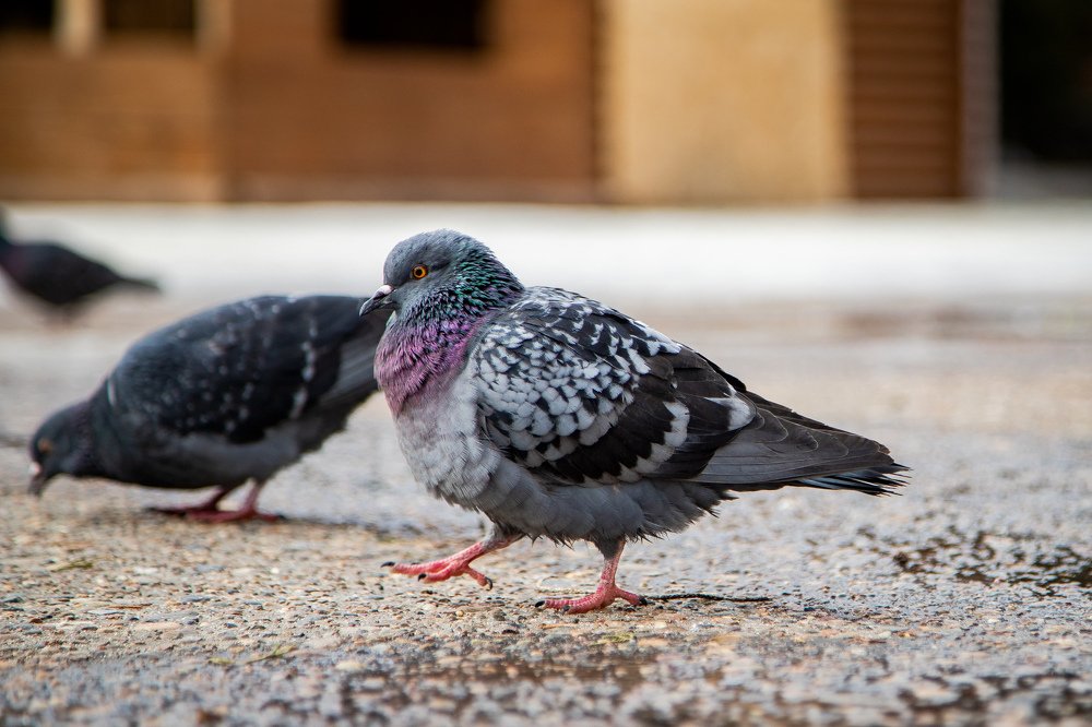 Парковые голуби