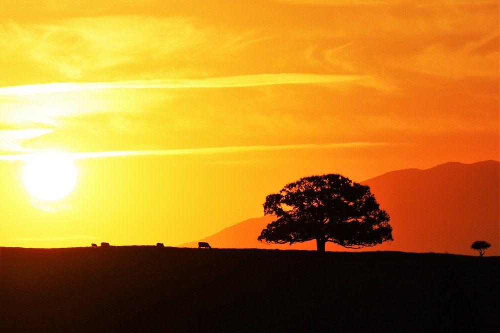 Фотография автора OSMIR ZANETTE