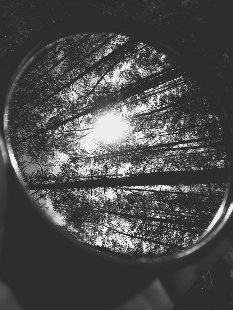 Окно в лес