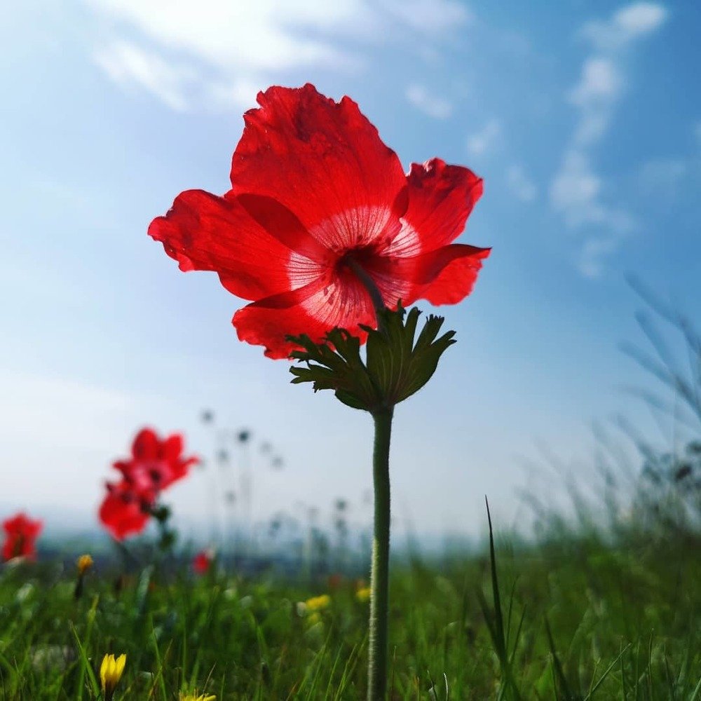 Photograph by Vera Lehem